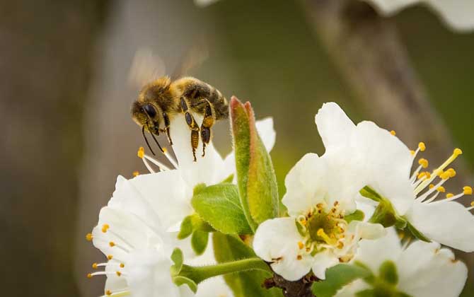 野生蜜蜂怎样收捕回家养?