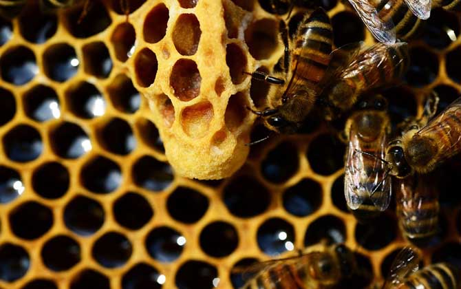 蜜蜂养殖拆迁补偿