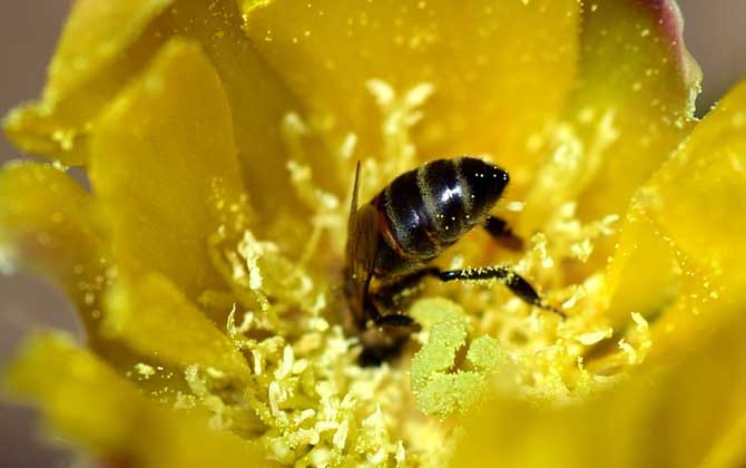 我国哪里的养蜂人最多?