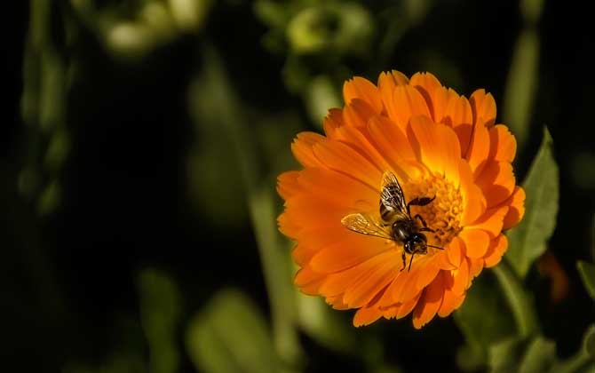 招募蜜蜂最快的方法是什么?