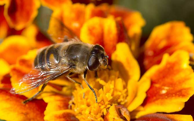 如何防止蜜蜂逃跑?