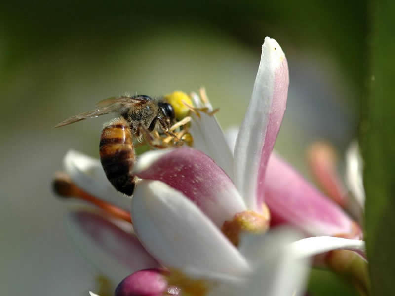 东方蜜蜂