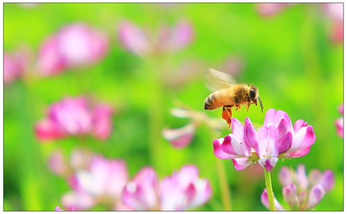 蜜蜂能飞多高和多远