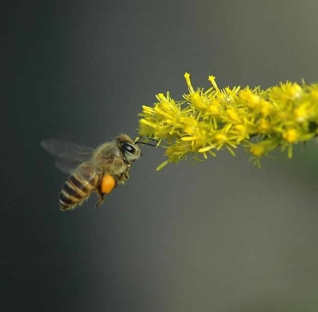 蜜蜂为什么要叫蜜蜂