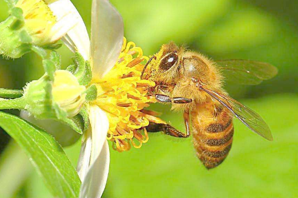 蜜蜂一生能采集多少蜂蜜?