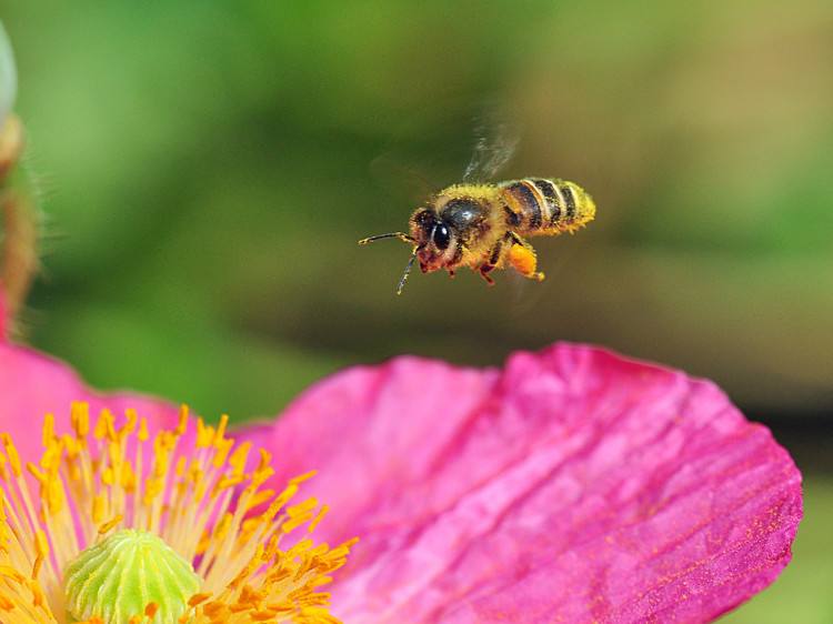 蜜蜂一生能采集多少蜂蜜?