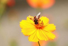 蜜蜂逃跑前的征兆都有哪些?