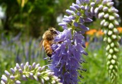 如何让蜜蜂自行繁殖?