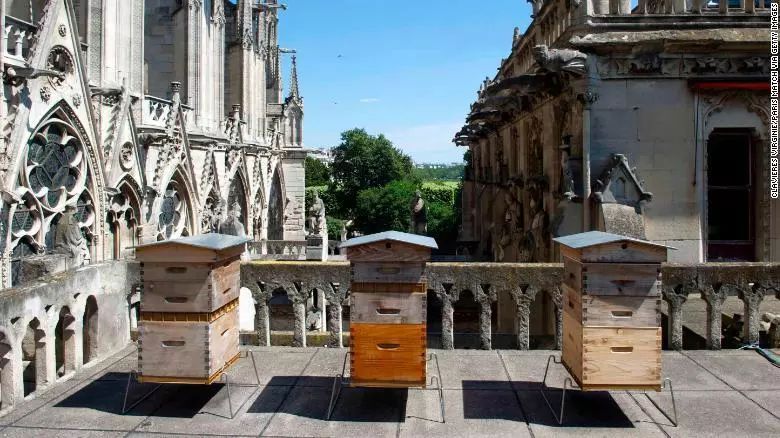 屋顶上可以养蜜蜂吗?