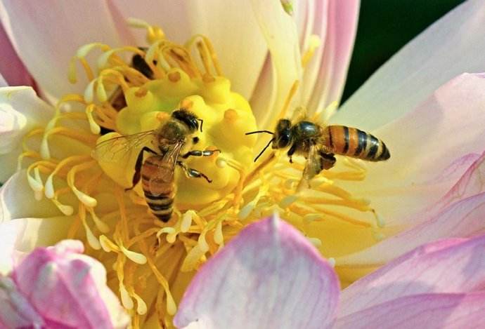 如何人工喂养蜜蜂?