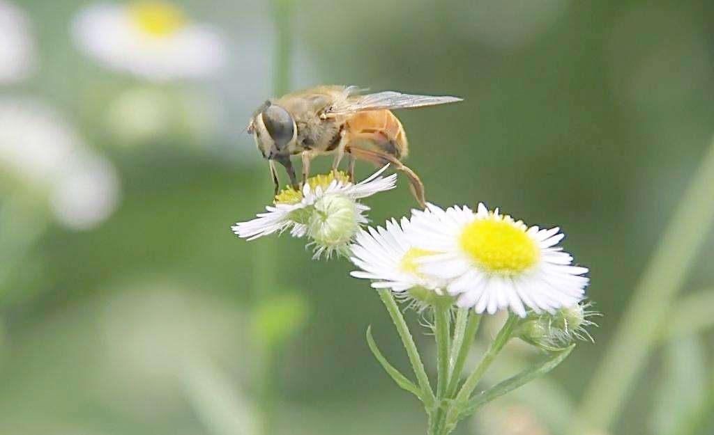 蜜蜂怎样安全度夏?