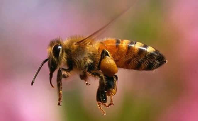 什么气味让蜜蜂放弃了它们的巢穴？