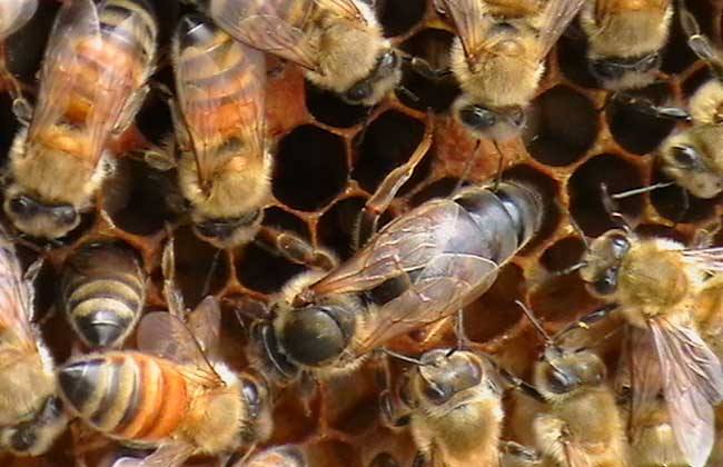 意蜂如何分蜜蜂快速发展?