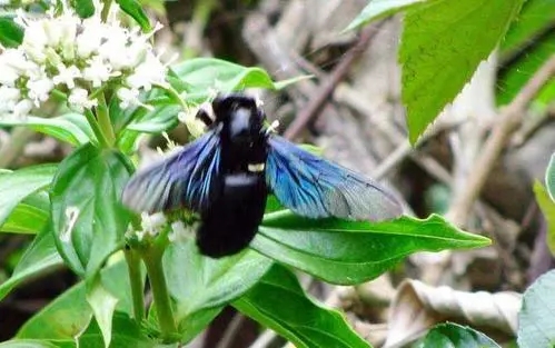 蓝胸木蜂