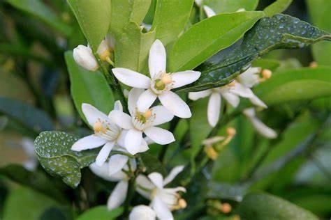 东北蜜源植物品种