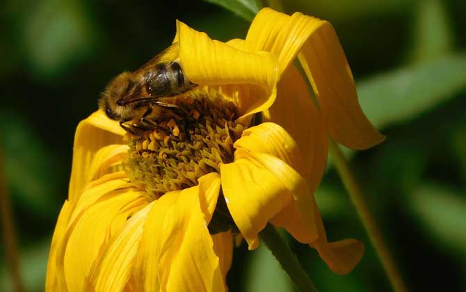 蜜蜂的繁育条件和四季管理方法