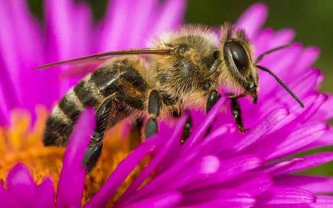 蜜蜂的生活习性以及养蜂工具