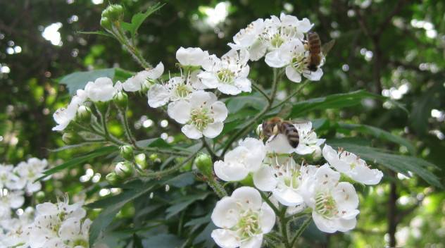 蜜蜂养殖什么时候采蜜?