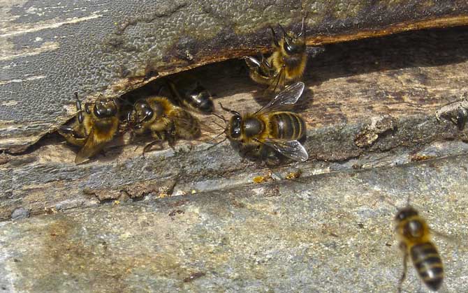 蜜蜂养殖什么时候采蜜?