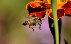 意大利蜜蜂都有什么缺点?