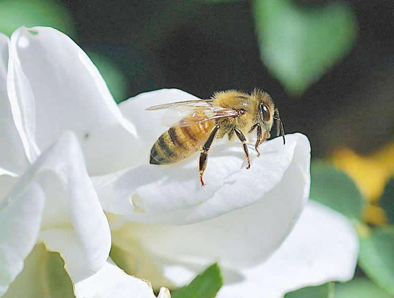 如何防止被蜜蜂蛰？