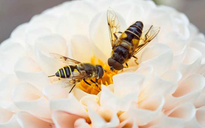 蜜蜂养殖基础