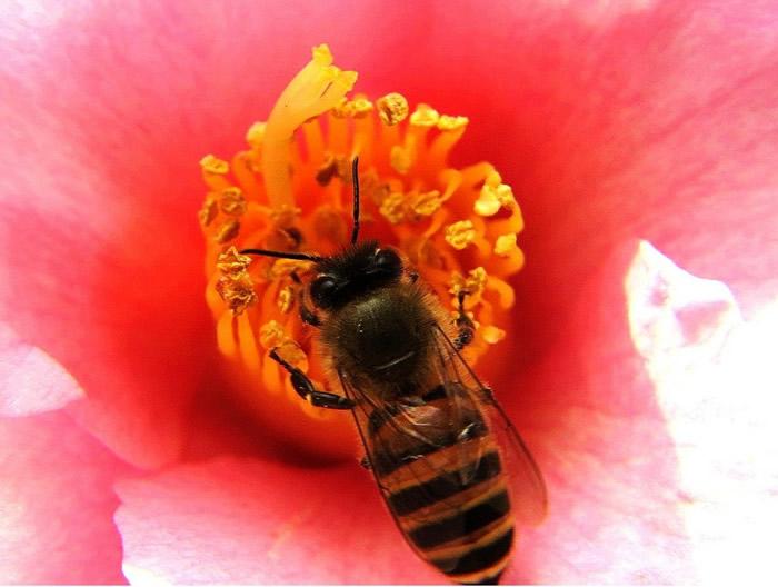 蜜蜂养殖基础