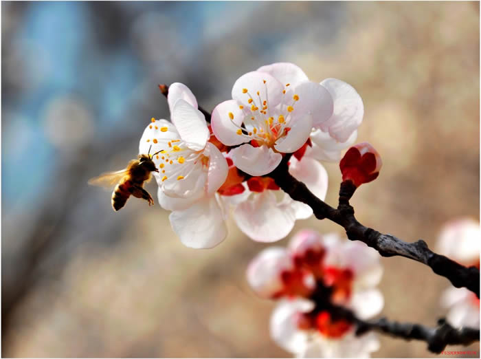 蜜蜂多久生产一批工蜂?