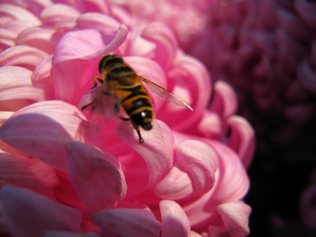 蜜蜂多久生产一批工蜂?