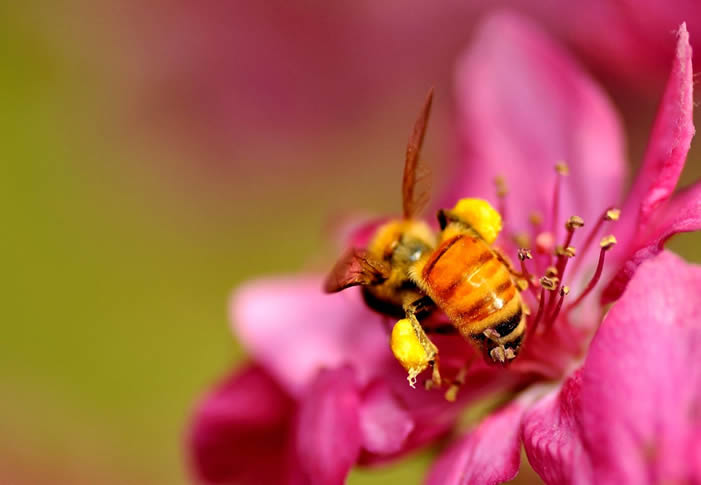 生活中的蜜蜂是害虫还是益虫？