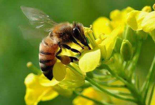 生活中的蜜蜂是害虫还是益虫？