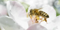 蜜蜂养殖