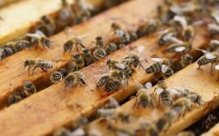 2023年养蜂有补贴吗?