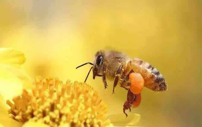 蜜蜂养殖十大忌讳!!! 蜜蜂养殖十大忌讳!!!