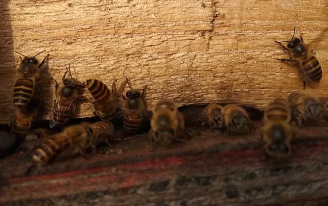 在农村养殖蜜蜂能赚钱吗?