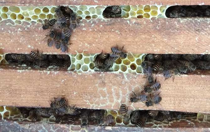 在农村养殖蜜蜂能赚钱吗?