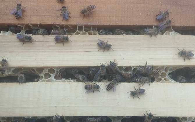 蜜蜂多少钱一箱?
