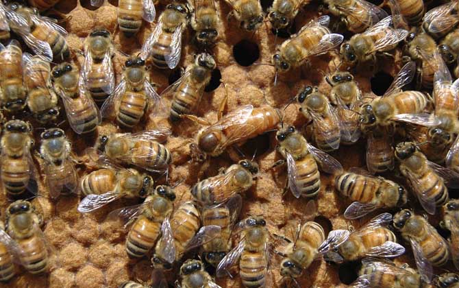 蜜蜂的养殖条件和技巧