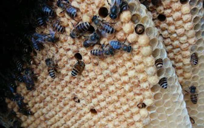 新手养蜂有哪些禁忌?