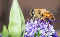 一年养40箱蜜蜂需要多少钱?