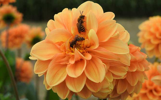 招募蜜蜂最快的方法是什么?