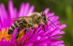 蜜蜂的生活习性以及养蜂工具