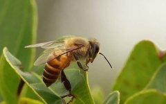 养蜜蜂需要什么性格?