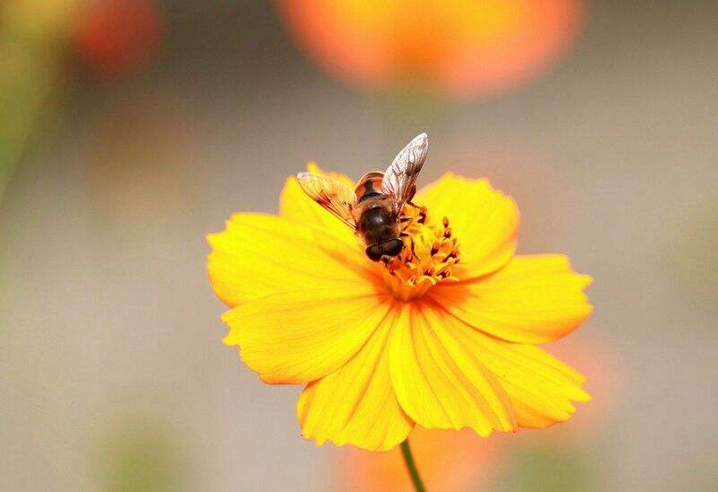 蜜蜂吃什么可以加快繁殖速度