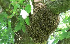 怎么知道附近有没有野生蜂巢?