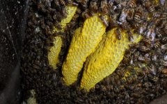 中蜂是如何融合蜂群的?