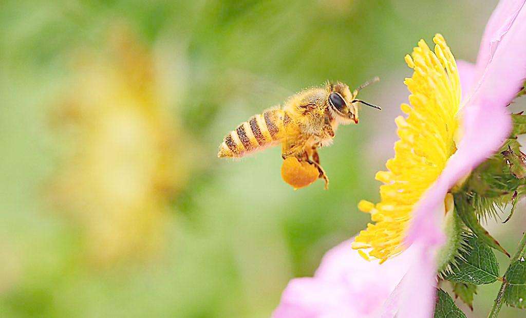 黄蜂是如何筑巢的?