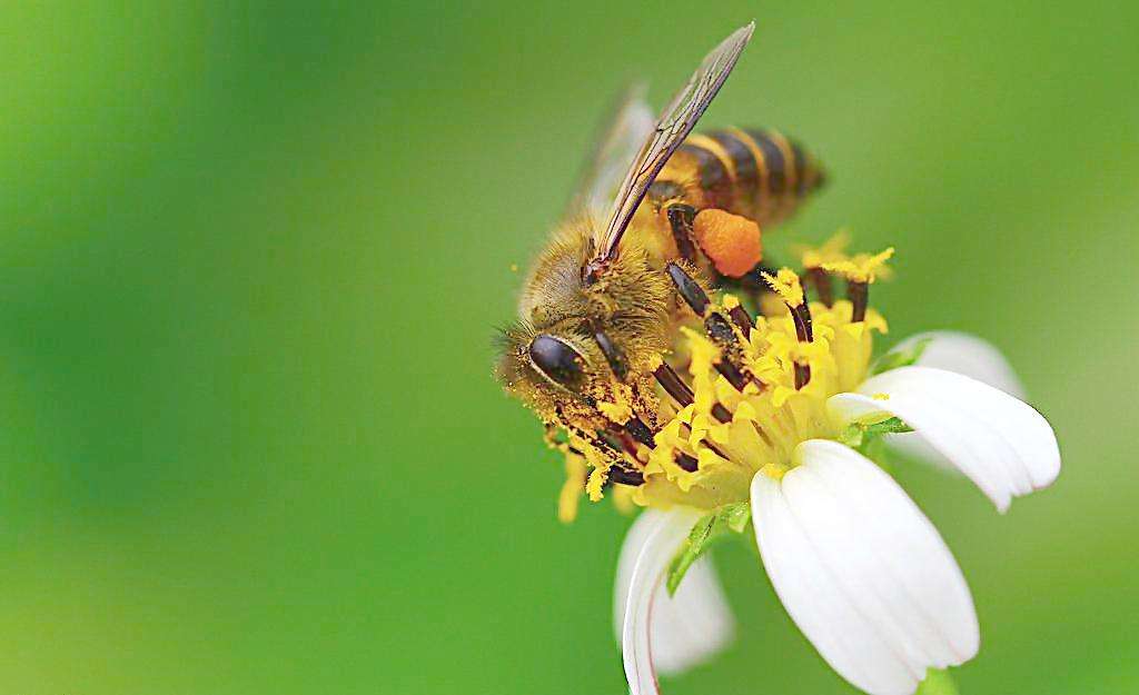 蜜蜂会采被农民打药的花吗？