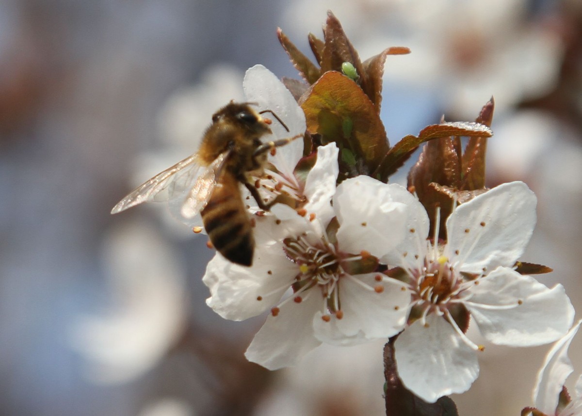 怎样让蜂群多产蜂蜜？