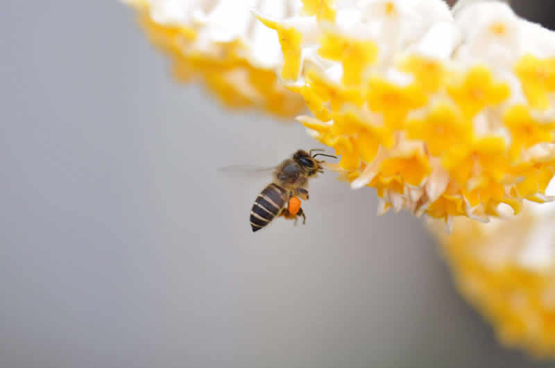 如何才能让蜜蜂不跑走